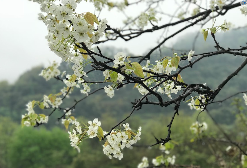  花梨木的生存環(huán)境怎么樣？適宜什么樣的氣候？