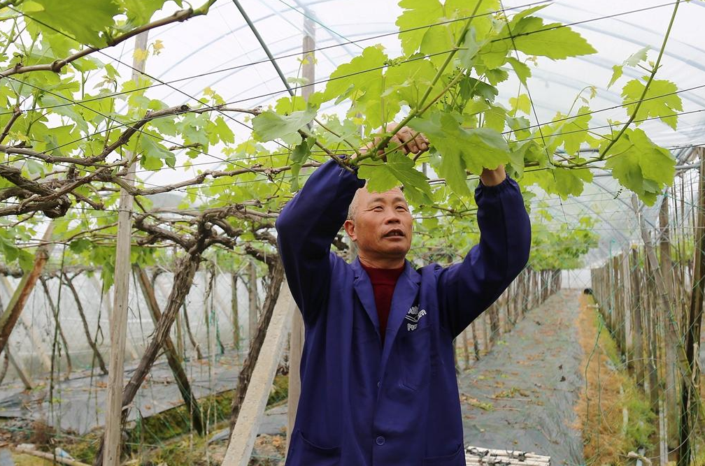 葡萄的T型架剪修方法是怎樣的？