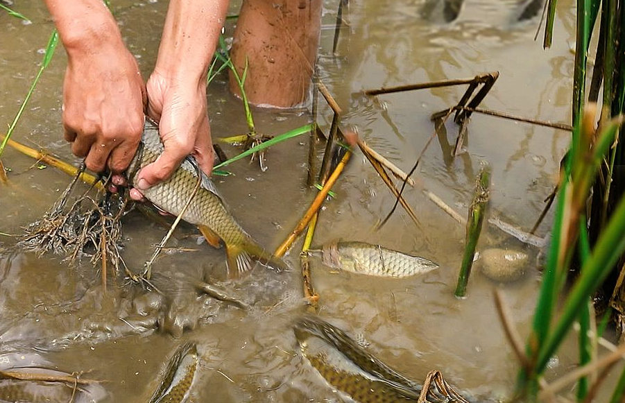 合適放養稻田的魚類有哪些？