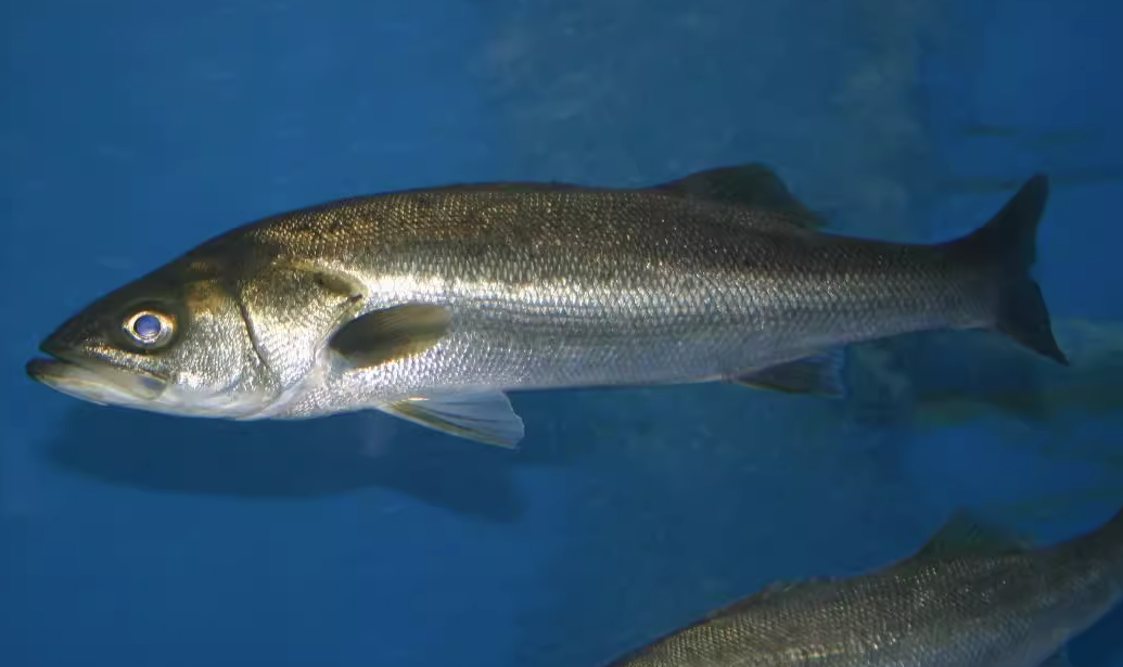 野生肉食性魚類如何馴化？