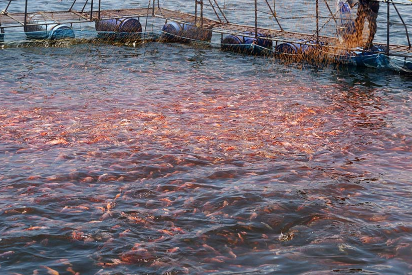 粉狀水產(chǎn)飼料適合投喂什么魚群？