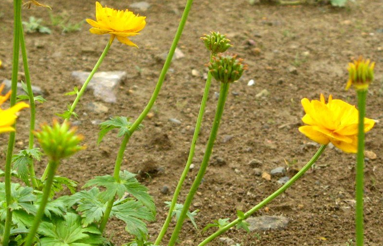  短瓣金蓮花喜歡生長在什么地方？人工種植有什么要求？