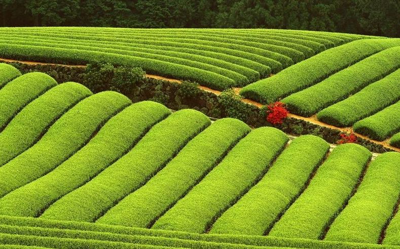 種植烏龍茶的土壤條件？有什么要求？