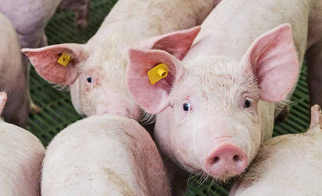 如何降低養豬飼料成本，有哪些措施？