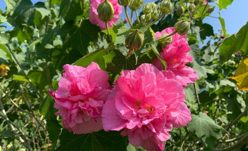 木芙蓉的花色變化過程和栽培方法介紹