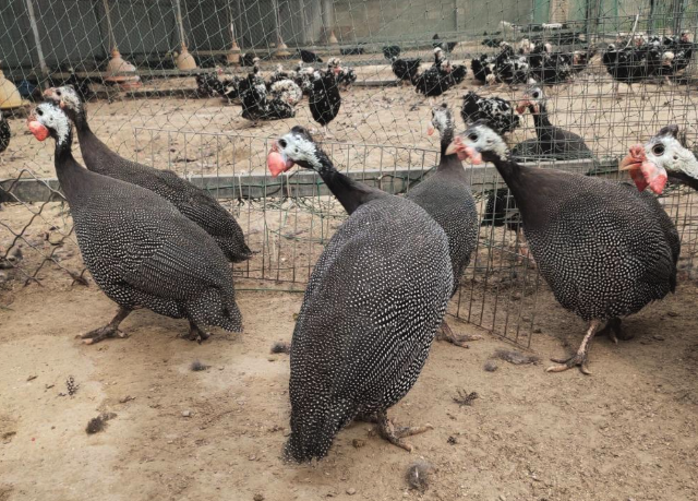 珍珠雞的營養飼料如何搭配？一天的投喂量是多少？