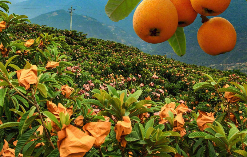 種植枇杷是在平地好還是山地好？