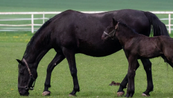 <strong>汗血寶馬的飲食習性是什么？需要注意哪方面？</strong>