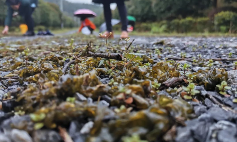 雷公菌人工種植技術(shù)分享，有哪些特點？