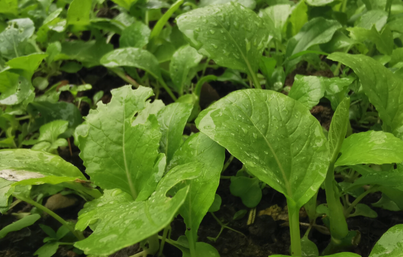 陰雨天蔬菜管理要點有哪些？需要注意什么？