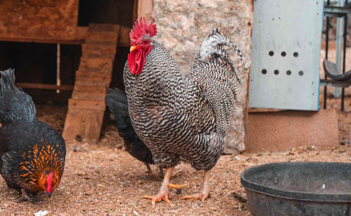 散養雞怎么飼喂不浪費？有哪些方法？