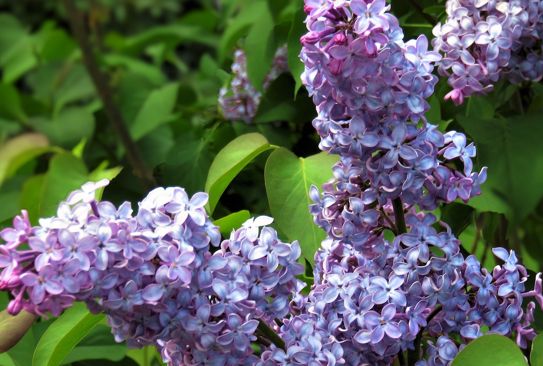 丁香花又叫什么名字？有哪些形態(tài)特征？