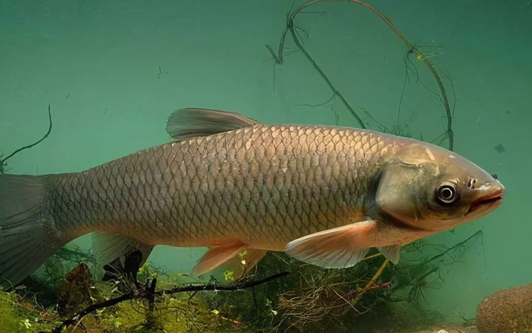 草魚養殖常用的青飼料有哪些？