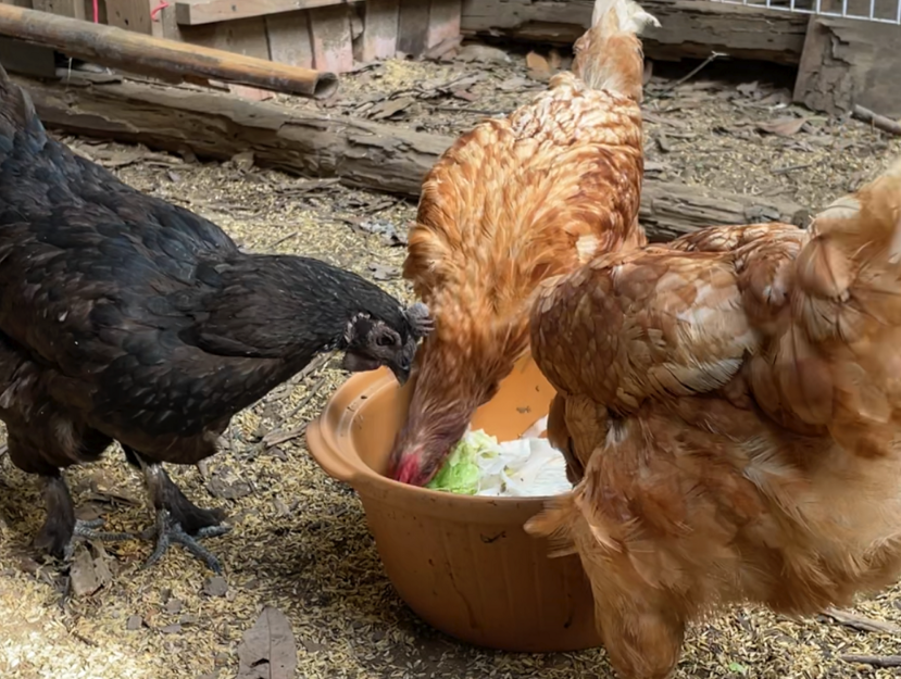 雞飼料中豆粕和大豆粉有哪些作用，可以補充什么？