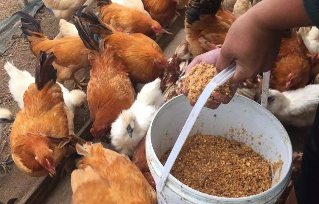 雞飼料中需要加入肉類嗎，能起到什么作用?