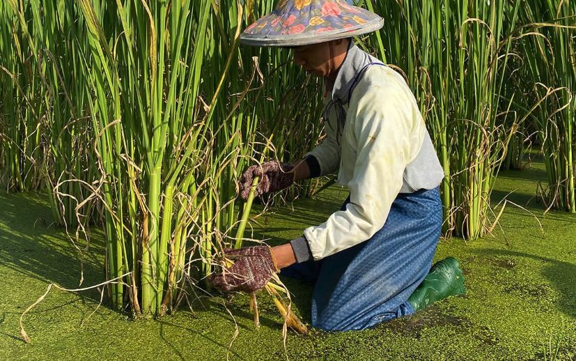 種植茭白如何選種株？有哪些選擇條件？