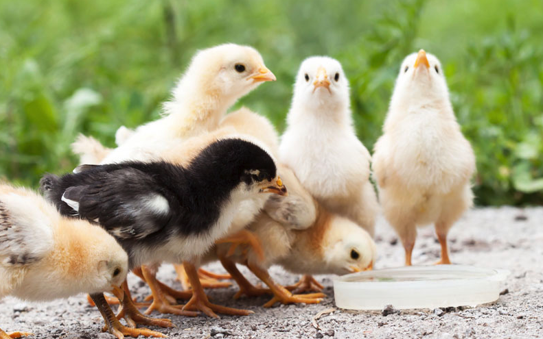 雛雞的飼料喂養應該注意什么，和成年雞飼料有哪些區別?