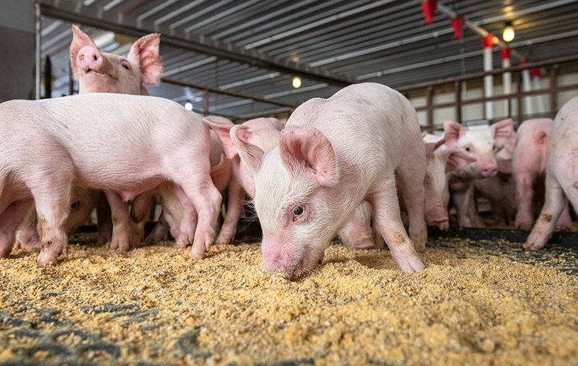 豬飼料中的谷物類飼料主要有哪些，如何搭配?