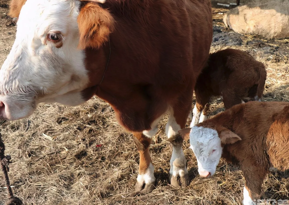 豆類及其副產品在牛飼料中含量多少最好，需要注意什么？