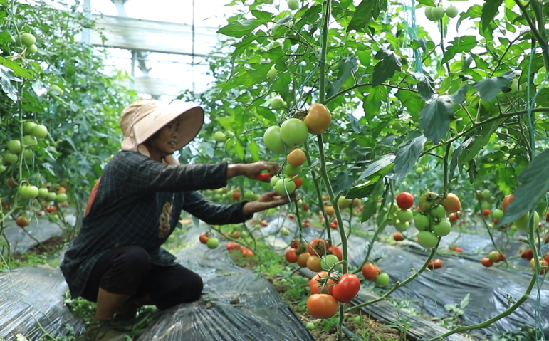 種植番茄對(duì)于大棚有哪些要求?