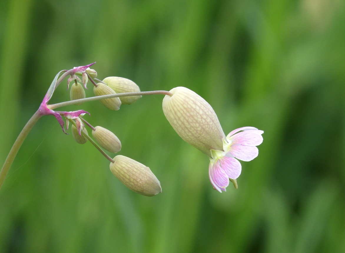 坎皮恩花的生長(zhǎng)環(huán)境，坎皮恩花有哪些特點(diǎn)？