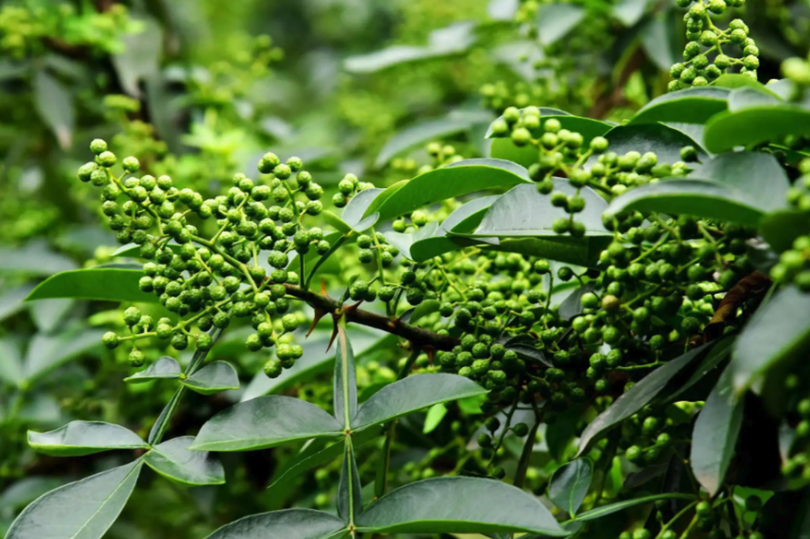 花椒的種植條件有哪些，需要準備什么？