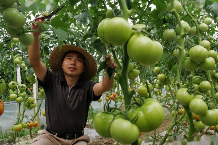 番茄大棚如何控制溫度，提高成長速度?