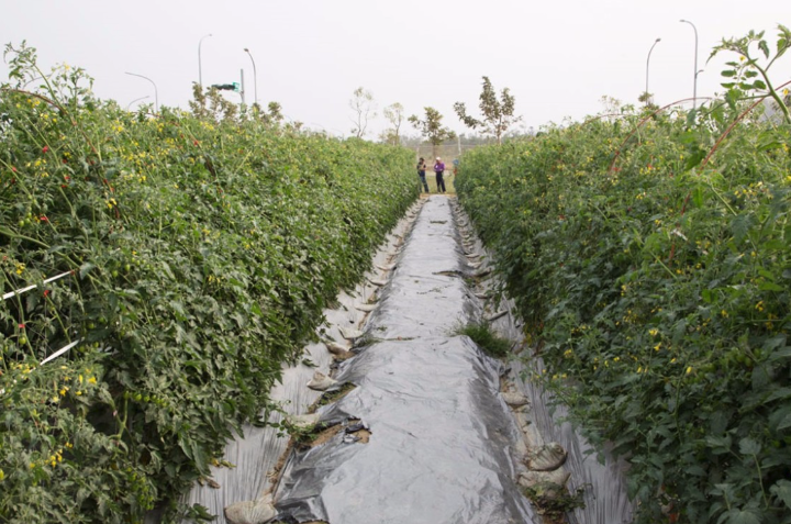 番茄種植在大棚和露地有哪些區(qū)別?