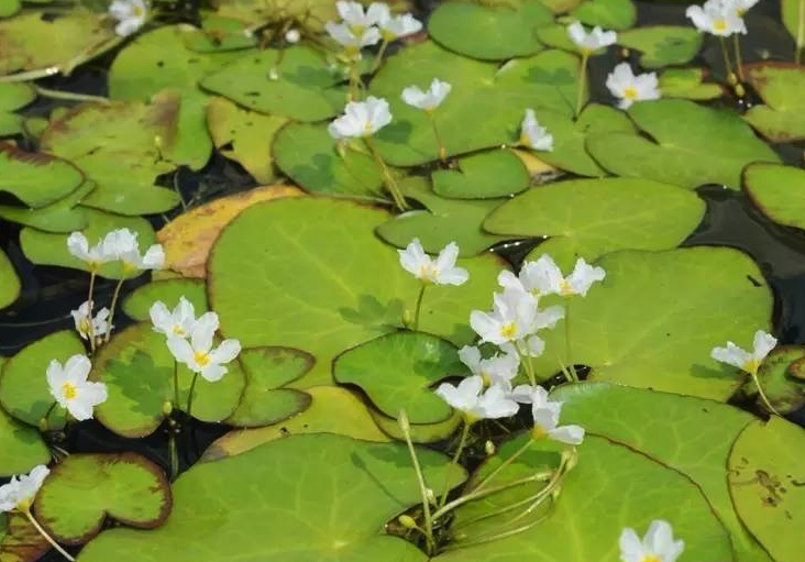 白花荇菜常見的病蟲害有哪些，如何防治？