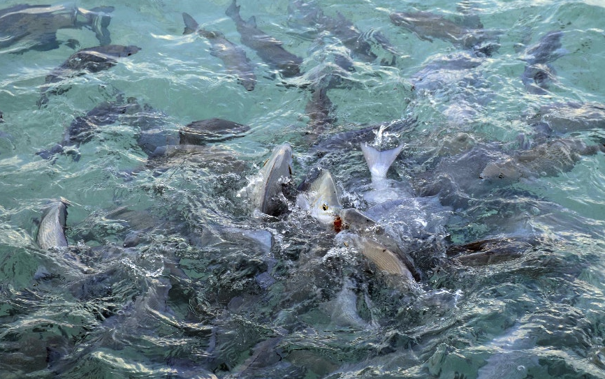 魚飼料中為什么要加入礦石類物質，有哪些作用？