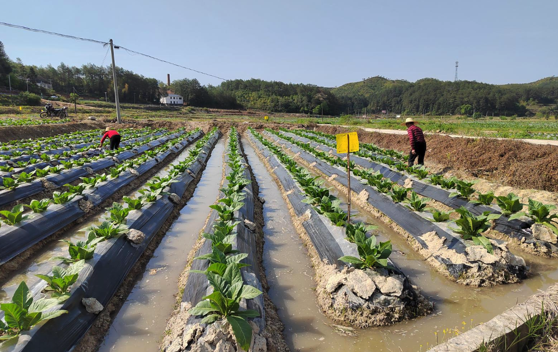 跑馬水灌溉有哪些好處，原理是什么樣的？