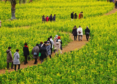 <strong>油菜在種植過程中如何進行光溫調節?</strong>