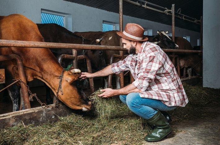 復合酶制劑是什么，可以添加到牛飼料中嗎？