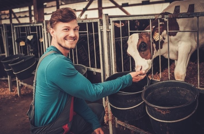 復合酶制劑是什么，可以添加到牛飼料中嗎？