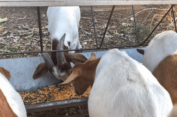 飼養羊的過程中可以一直喂養菜料嗎，還需要什么？