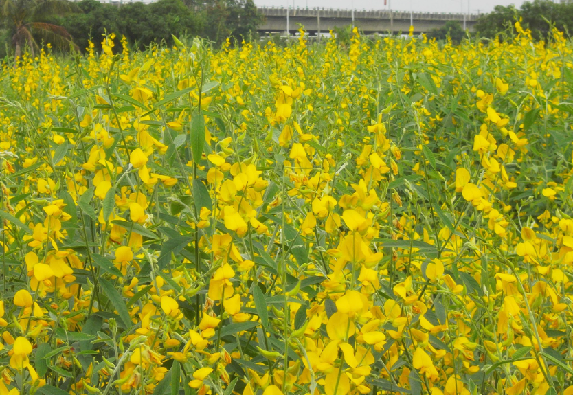 芝麻花有哪些形態(tài)特征，主要分布在哪些地區(qū)?