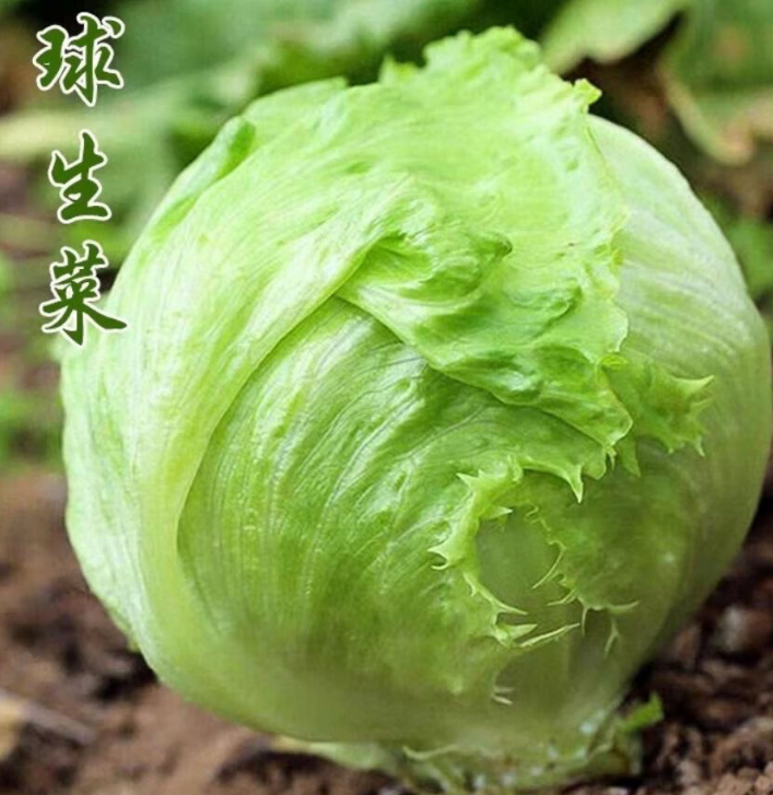 半結(jié)球生菜---耐抽薹生菜