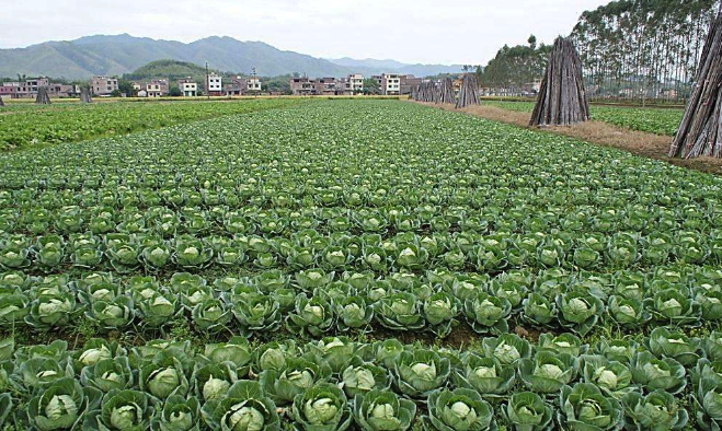 包心菜怎么種植，對于土壤和光照有哪些要求？