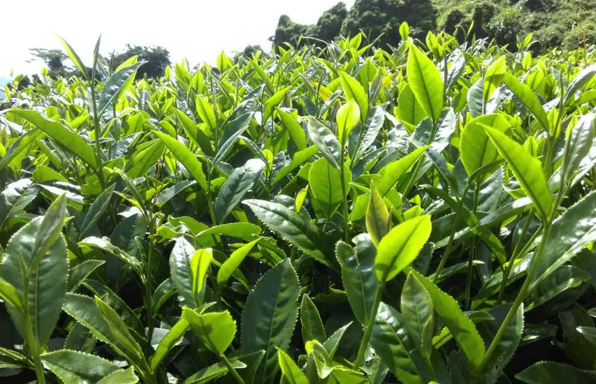 烏龍茶茶樹種植對(duì)土壤和海拔有什么要求？