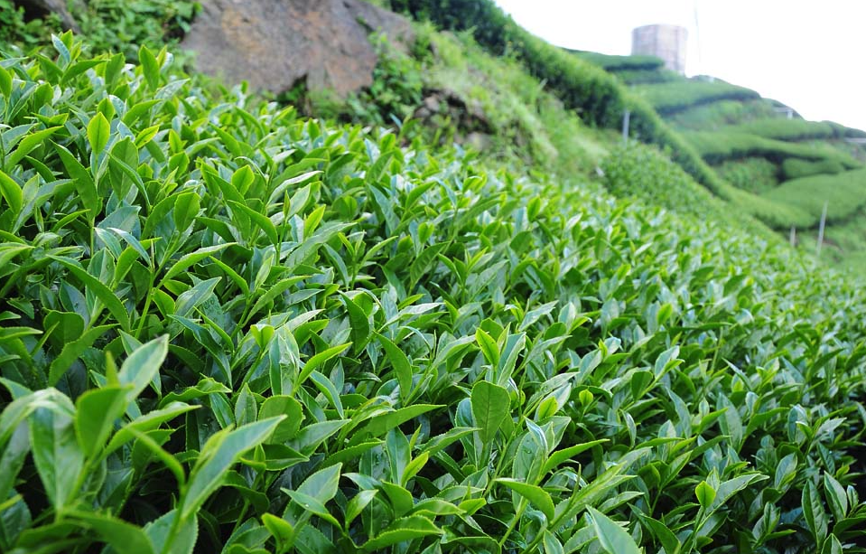 烏龍茶茶樹種植對(duì)土壤和海拔有什么要求？