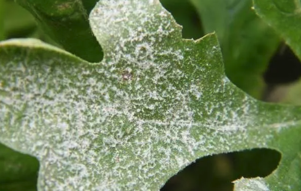 菊花白粉病的防治方法有哪些，需要注意什么?