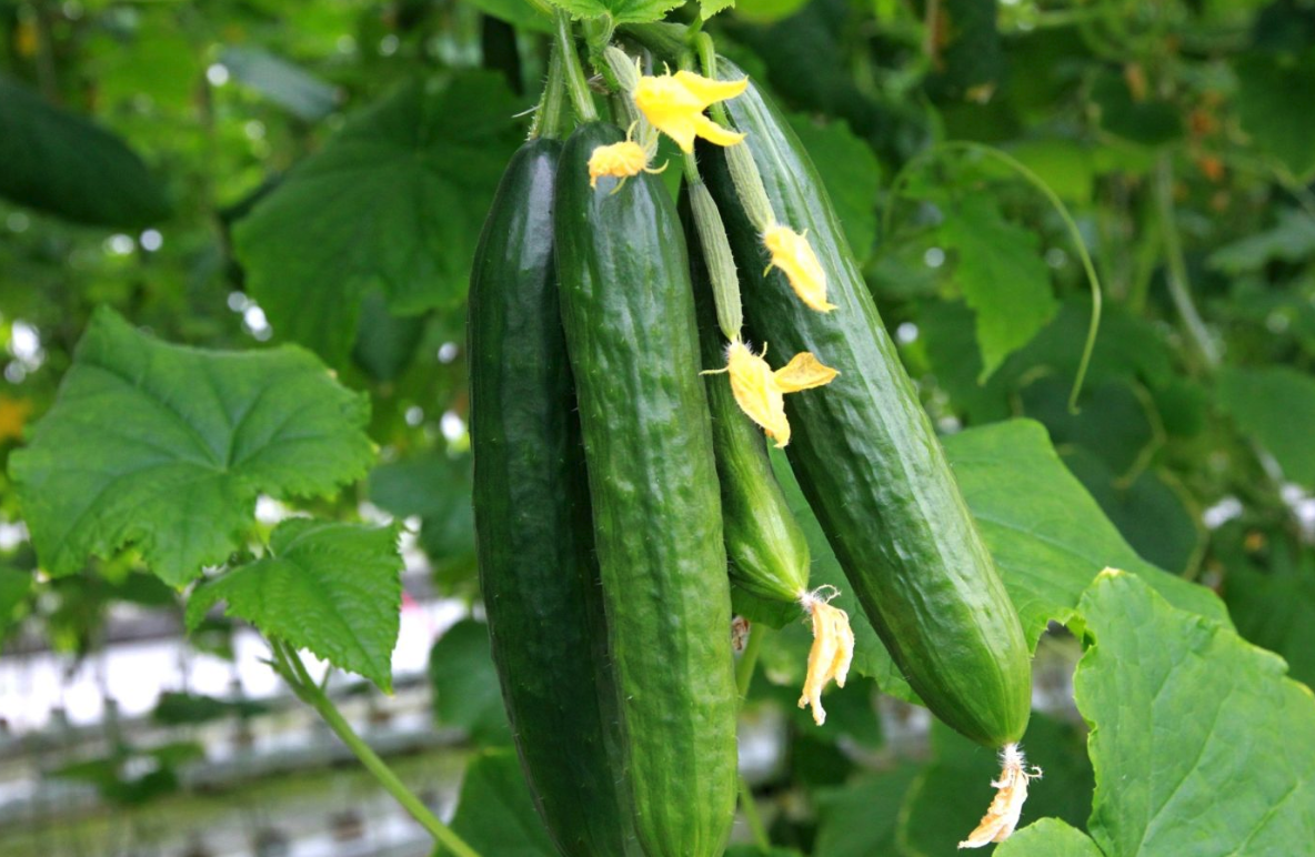 大棚黃瓜在初花期需要注意什么，增加花數有哪些好處？