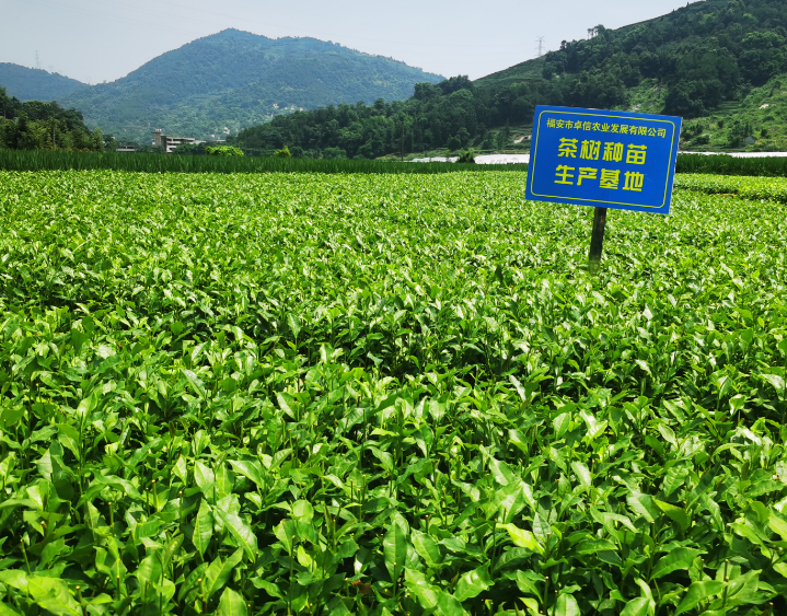 無性系茶葉栽培技術方法