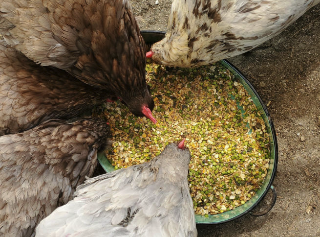 飼料中的鹽含量比較高對雞有哪些影響，會食鹽中毒嗎？