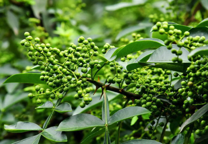 四川花椒主要是山地種植嗎，對(duì)于土壤和光照有哪些要求？