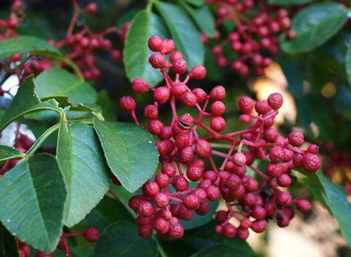 四川花椒主要是山地種植嗎，對(duì)于土壤和光照有哪些要求？