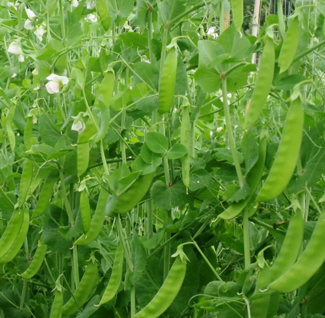 大莢荷蘭豆春季栽培技術(shù)重點