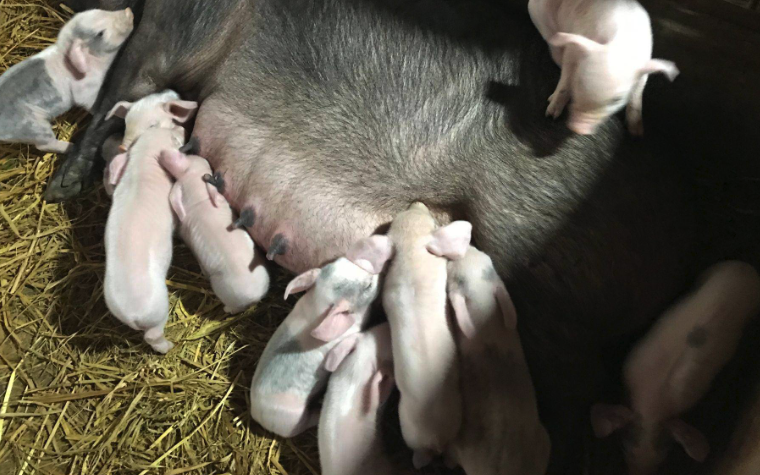 母豬帶仔的時期對飼料有哪些要求，如何補充營養和產奶量?