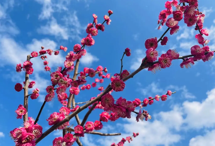 梅花對土壤和光照有哪些要求，過度潮濕有哪些危害?