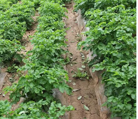 種植馬鈴薯什么樣的溫度條件適宜馬鈴薯生長？